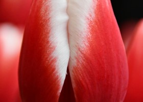 Tulipa Timeless ® (4)